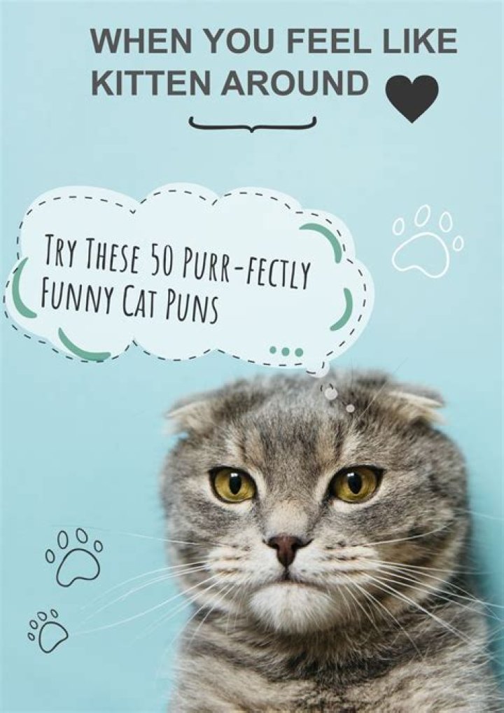 50 purrfect cat puns, jokes, and quotes to make your day