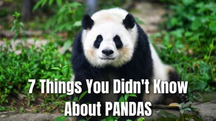 8 Things You Didn’t Know About Pedro Pascal