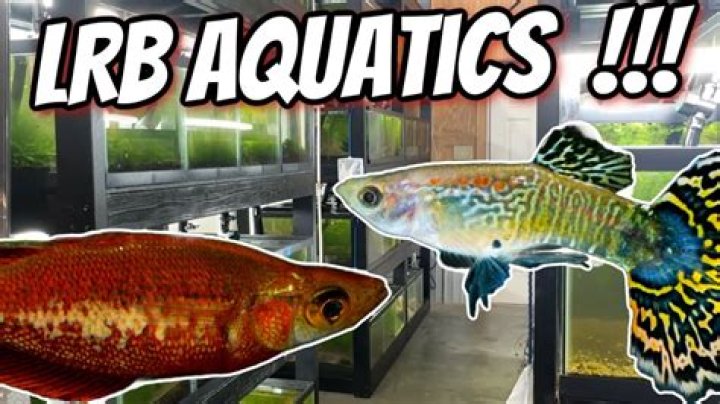 LRB Aquatics - Fish Daddy net worth, income and estimated earnings of Youtuber channel